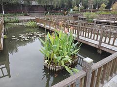-五缘湾湿地公园