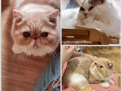 -滚猫咖啡·猫咖·猫友好撸猫(未来城店)