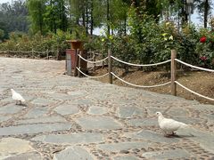 -顺峰山公园