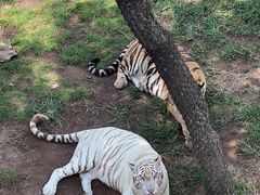 -西霞口神雕山野生动物世界