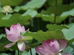 -荔湾湖公园