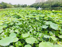 -前关湿地公园