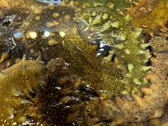 -南山鲜虾面·活鲜小馆·海味大连菜(南山总店)