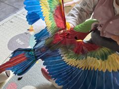 -中环花鸟鱼虫市场