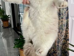 -欣宠猫屋·矮脚拿破仑·蓝金金渐层