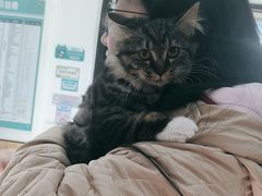 -瑞派长江宠物医院·猫科·外科·24小时夜护(谊城公寓分院)