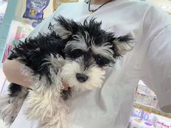 -翊宠yipet猫狗购宠庄园犬舍•猫舍