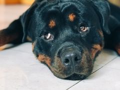 -菲丽丝宠物医院·24小时·猫科中心·免疫点(淮海分院)