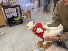 -柴犬小屋·柴餐厅·狗咖食堂(金鼎广场店)