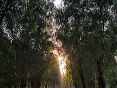 -东郊湿地公园