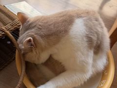 -MOYOYO猫咪咖啡店