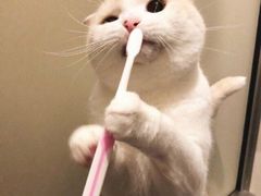 -芙蓉蛋卷(新街店)