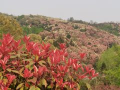 -贵州百里杜鹃风景名胜区