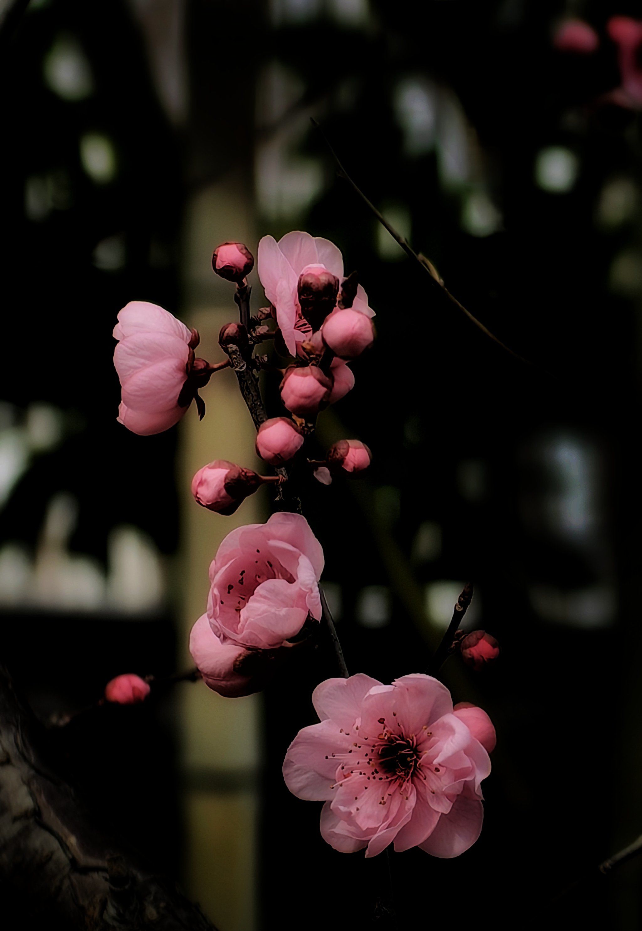 共青森林公园#梅花#手机摄影