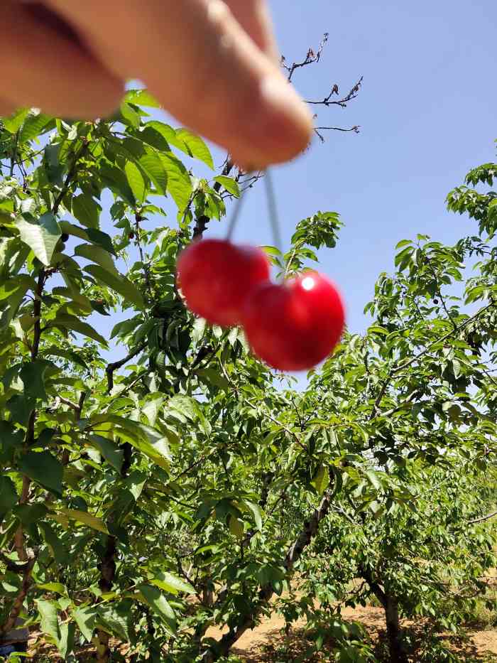 白鹿原樱桃园-"前阵子周末没事到处溜达,商量着说去摘个樱.