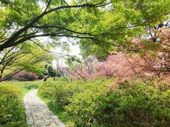 -苏州上方山国家森林公园