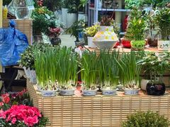-长春青怡坊鲜花批发(青怡坊花鸟市场店)
