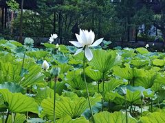 -上海醉白池公园