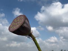 -荷兰花海