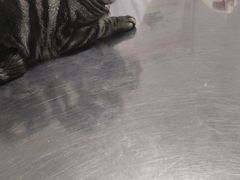 -特一安24小时宠物医院·骨科·中兽医