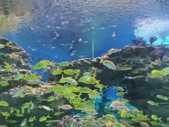 -海合安成都极地海洋公园
