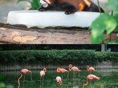 -常州淹城野生动物世界