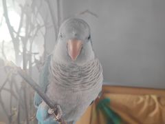 -吉丁鸟咖·异宠·寄养