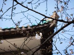 -武汉大学-樱园