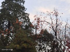 -香山公园