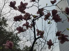-静安公园(静安寺街道)