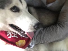 -Husky Go! 哈士奇体验馆·宠物咖啡厅狗咖