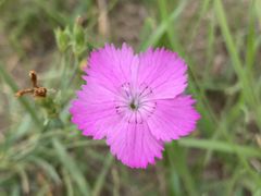 -塞罕坝国家级自然保护区