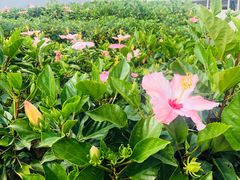 -小南洋海景餐厅(深圳湾店)