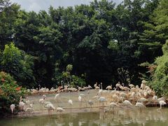 -广州长隆飞鸟乐园