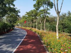 -上海长兴岛郊野公园