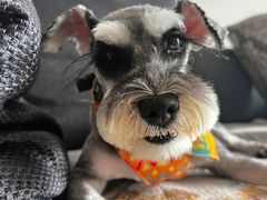 -宠福鑫康馨动物医院·骨科·眼科