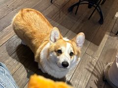 -肥朵食堂(带梦胡同店)