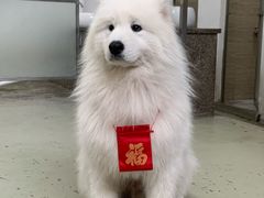 -星多哈·狗咖·拼豆·咖啡