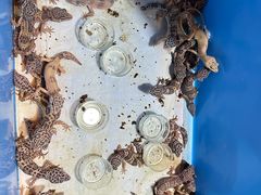 -华声天桥民俗文化园