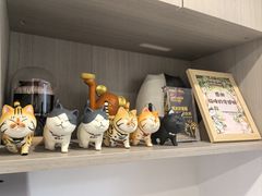 -宠物星动物医院·眼科·异宠·猫科(江南大道总院)