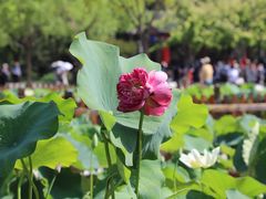 -莲花池公园