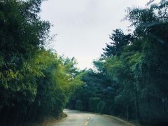 -鲁山国家森林公园