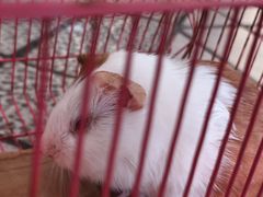 -绵阳人民公园(涪城区)