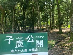 -奈良公园