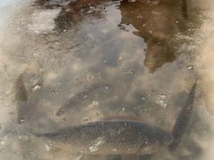 -果松木炭酸菜铜火锅·外婆参鸡汤