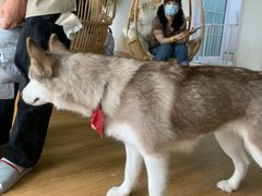 -Husky Go! 哈士奇体验馆·宠物咖啡厅狗咖