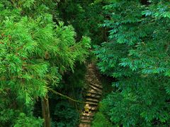 -天目山大树王景区