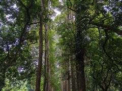 -张坝桂圆林公园