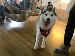 -Husky Go! 哈士奇体验馆·宠物咖啡厅狗咖