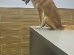 -爱侣宠医·鹦鹉专科·小型哺乳类·异宠专科(灵石路店)